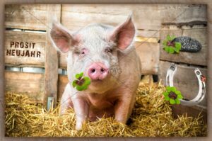 E-Card: Viel Glück - Prosit Neujahr - Glückschwein mit Kleeblatt - Schwein gehabt (273)