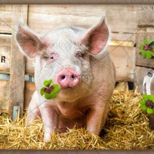E-Card: Viel Glück - Prosit Neujahr - Glückschwein mit Kleeblatt - Schwein gehabt (273)